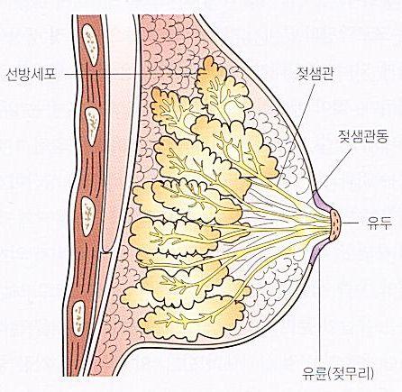 2. 모유수유를위한준비 모유의생성모유는선방세포에서만들어져젖샘관으로유즙이이동하여배출된다. 이때모유가적절하게배출되면모유의분비가왕성해지지만, 배출이적절하게이루어지지않으면모유의분비는줄어든다. 유방의구조 젖의양을늘리고적절하게수유하는방법은다음과같다. 아기에게유륜까지빨게해야효과적으로젖이나온다. 젖은먹이면먹일수록많은양이생성된다.