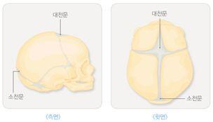 천문 신생아의머리뼈는완전하게융합되어있지않기때문에뼈와뼈사이의갈라진틈이있으며이를천문이라한다. 천문은머리의앞쪽에있는크기가큰대천문과뒤쪽에있는크기가작은소천문으로구분한다. 천문은열려있고, 평평하게만져지는것이정상이다. 천문은아기의머리가성장할수있는공간을제공해준다.