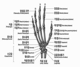 발생한경우, 지급률은각각적용하여합산한다. 9) 손가락의관절기능장해평가는손가락관절의관절운동범위제한등으로평가한다.
