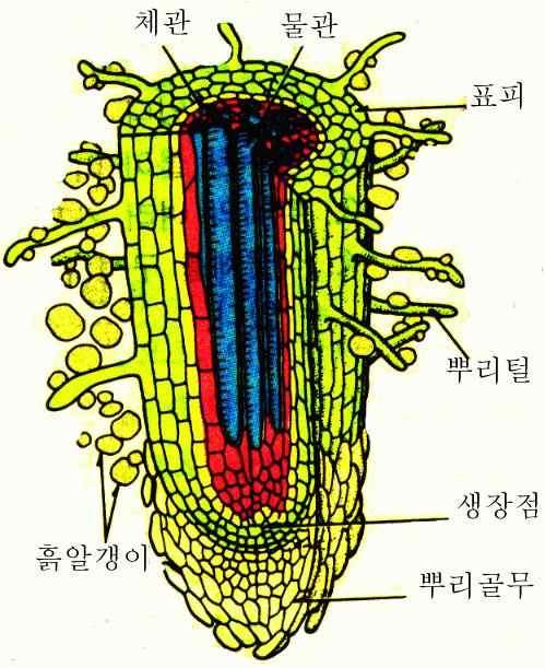 흡수하는데이경우많은에너지의소비가따른능동수송에의한다. 뿌리털에서무기양분흡수는삼투와능동수송에의하며흡수된무기양분은물과함께상승한다.