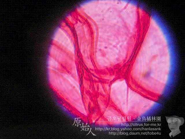 기타 동백엽종단면 400 배 ( 세포벽층 ) 큐티클, 표피,