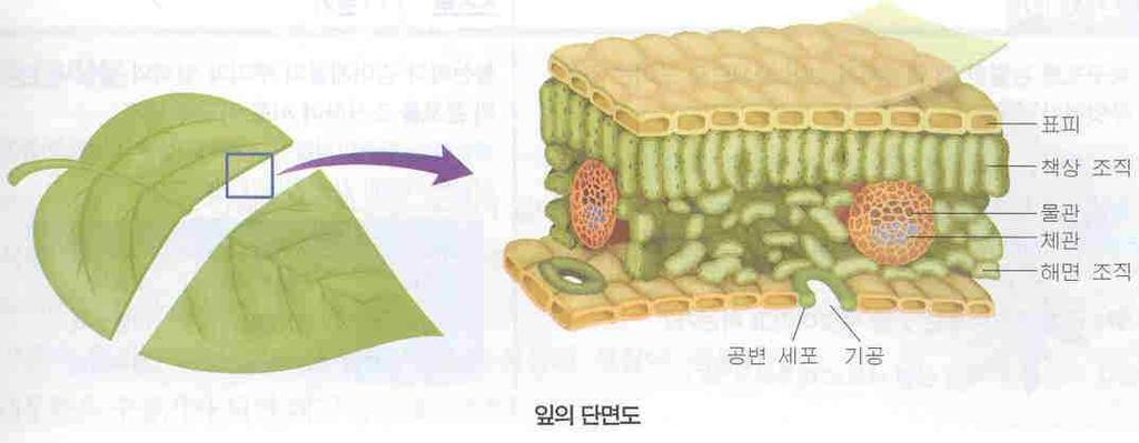 4) 관다발계의형태와기능을설명하시오. 관다발이란? 식물에서양분이나물을운반하는통도조직 ( 通道組織 ) 과식물체를지지 ( 支持 ) 하는섬유들의모임. 관다발의기능물관조직은물과물에녹아있는양분들을잎으로운반하며, 체관조직은잎에서식물체의다른부위로양분을운반한다. 줄기에있는목질성요소인물관은몇가지의배열형태를갖고있다.