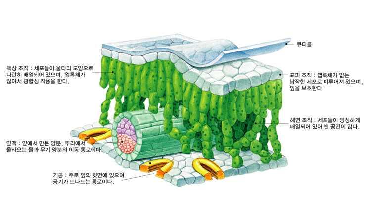 관다발은줄기를따라길게뻗어있다. 관다발을이루는조직중방사조직은줄기를가로질러바퀴살처럼뻗쳐나가는데, 관다발에서줄기의주변조직으로물질을운반한다. 관다발조직과지지조직이모여서중심주 ( 中心柱 ) 를이룬다. 관다발의형태관다발에는몇가지형태가있다. 병립 ( 竝立 ) 관다발은체관이물관의한쪽에만있는것으로보통체관이바깥쪽에있다.