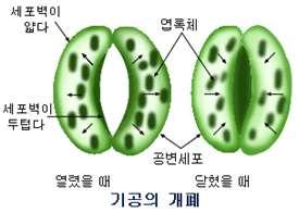 6) 기공의구조와개폐작용의원리를설명하고, 기공의개폐작용을통해작물에미치는영향을평가하시오. 그림과같이기공은구조적으로공변세포라는두개의세포로형성되어있어세포에물이많이삼투해들어오게되면부피가커지면서얇은세포벽으로된세포의바깥쪽이부풀면서기공은열리게되고, 물이빠져나가세포의부피가줄면기공은다시닫히게되는것이다.