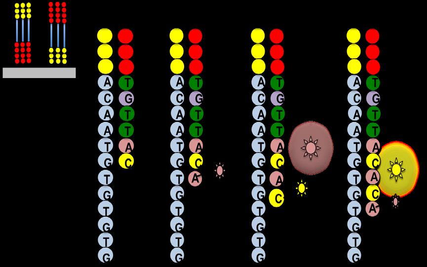 (single nucleotide) 의오프셋 (offset) 이도입된다. 2.2 결합을통한시퀀싱 (Sequencing by Synthesis, SBS) SBS의가장큰특징은 SBL과는달리폴리메라아제 (polymerase) 가이용된다는점이다.