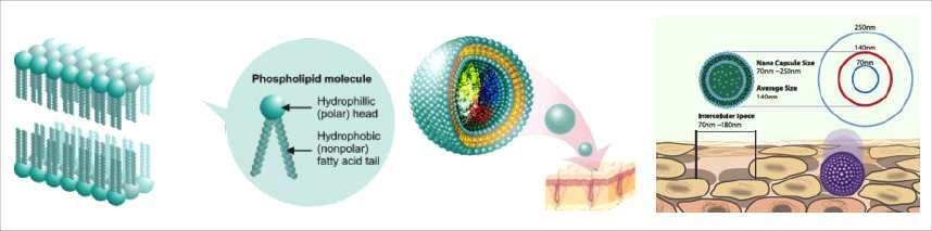 기술개발테마현황분석 * 출처 : 바이오스펙트럼 ( 주 ) 홈페이지 [ 나노캡슐 (Nanocapsule) ] 두번째로천연유래유효약물의효능 / 효과와안전성 / 안정성유지하는법으로천연유래물질의가공법은발효, 숙성그리고변성법에따른기간당수율이나와야하며, 기존방법과발효, 숙성, 변성법에따른농축의비율개선을해야함.