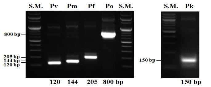 2018 년말라리아관리지침 [ 표 33] 말라리아원충의 18S rrna 유전자를이용한 nested-pcr 조건 Step 프라이머 DNA 반응조건비고 P. falciparum Pre 95 5min 1 차 PCR P. vivax P.