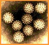 HPV 감염실태및