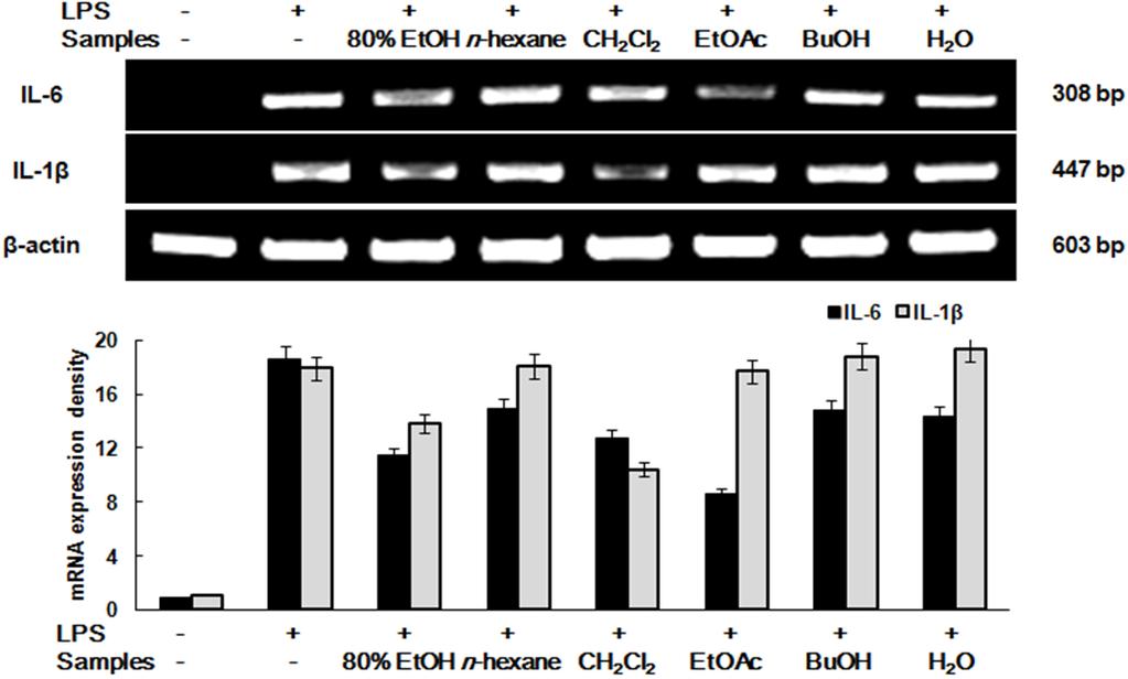 Murine Macrophage RAW 264.7 세포에서구실잣밤나무추출물의항염증효과 Fig. 4. Inhibitory effects of 80% EtOH extract and solvent fractions of C. cuspidate on the mrna expression of pro-inflammatory cytokines in RAW 264.