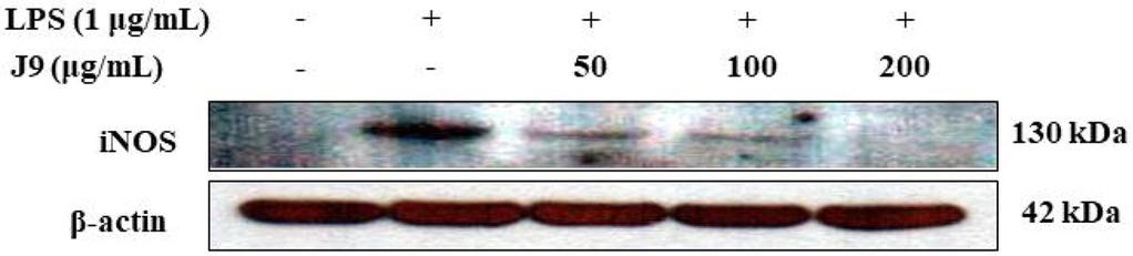제주산애기수영추출물의항염증효과 159 학협력선도대학 (LINC+) 육성사업의지원을받아수행된연구입니다. Fig. 6. Effect of J9 on the protein level of inos in LPS-stimulated RAW 264.7 cells. RAW 264.7 cells (6.