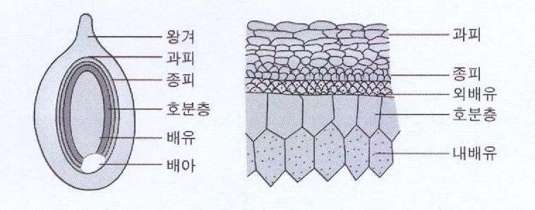 다구조 2 현미가벼에서왕겨만을제거한것으로 92% 의배유와 8% 의쌀겨층으로구성된다. 나구조 다영양소함량및특징ᄀ내배유 : 녹말이많이들어있다.