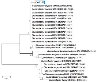 α-glucosidase 저해제생산균주, Gluconobacter oxydans CK-2165 의특성및배양최적화 2.5 UV-spectrophotometer에의한균체성장분석 1.