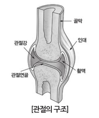 윤활낭 ( 점액낭 ) 이란관절주위의막으로근육, 뼈,