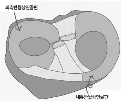 기초정보 무릎관절은몸에서가장큰관절중하나이며걸으면서항상사용하기때문에손상이많으며,