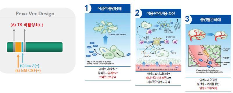 신라젠 1. 기술소개 간암에이어신장암, 대장암까지 동사의 Pexa-Vec은 oncolytic virus 항암제로 Amgen의 Imlygic이이미 215년흑색종치료제로 FDA 허가에성공한사례가있는기술이다. oncolytic virus는정상세포에서는작동하지않으나, 암세포에서는활발한증식을통해암세포세포막을분해하며종양을살상하는기능이있다.