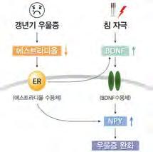 이번연구는기존연구와는달리갱년기우울증의침치료작용기전을약물학적기법을활용해밝혔다는점에서차별화된연구로평가되고있으며, 관련연구결과는지난 11일국제학술지인 사이언티픽리포트 (Scientific Reports) 에게재됐다. 우울증은남성보다는여성에게서 2배이상많이발병되며, 특히갱년기우울증은 40 50대여성의 20 30% 가겪는것으로알려진대표적인갱년기질환이다.