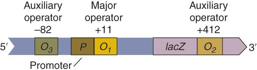 The lac operon has three operators for repressor binding operon 은 3 개의 operator 를갖고있음.