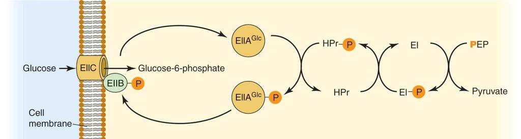 adenylate cyclase 는 phosphorylation 이되어야활성화되어 camp 를만드는데 glucose 는 adenylate cyclase 의 phosphorylation 을막아 camp 를합성못하게한다.