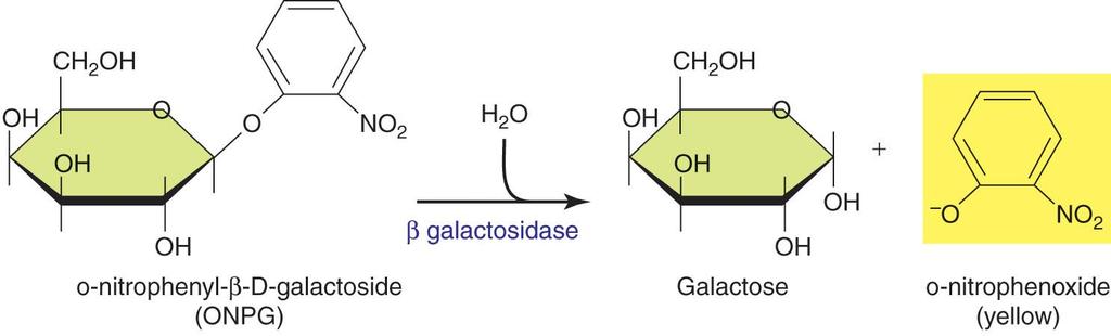 14.2 Lactose operon lactose 의 metabolism 에는그림처럼 lactose 를 galactose 와 glucose 로분해하는 β-galactosidase 와세포내로 lactose 를들어가게하는 lactose permease 가필요하다. lacz 유전자는 β-galactosidase 의구조유전자이며그림 14.