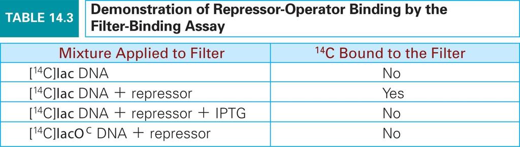 Lac repressor 와 operator 의결합이들간의결합을보기위하여 filter-binding assay 를시행함.