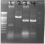 PCR detection of virulence factor MA 36 24h * faeces: PCR * faeces: PCR Seropying 또한대상농가돼지의비강스왑에대한호흡기질병검사는 6 가지질병원인체에대한균 분리 (Table 3)