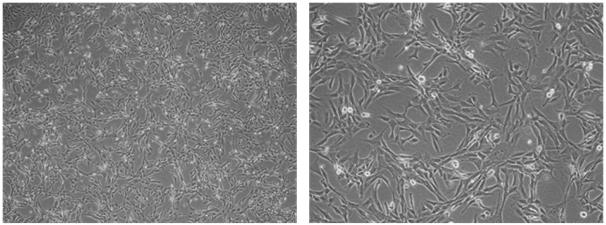 382 김혜린 ᆞ 홍민성 ᆞ 김수진 ᆞ 조한수 ᆞ 유일수 ᆞ 이동원 ᆞ 강길선 0.14 0.12 taldehyde taldehyde taldehyde Optical density(450 nm) 0.10 0.08 0.06 0.04 0.02 (a) Figure 8.