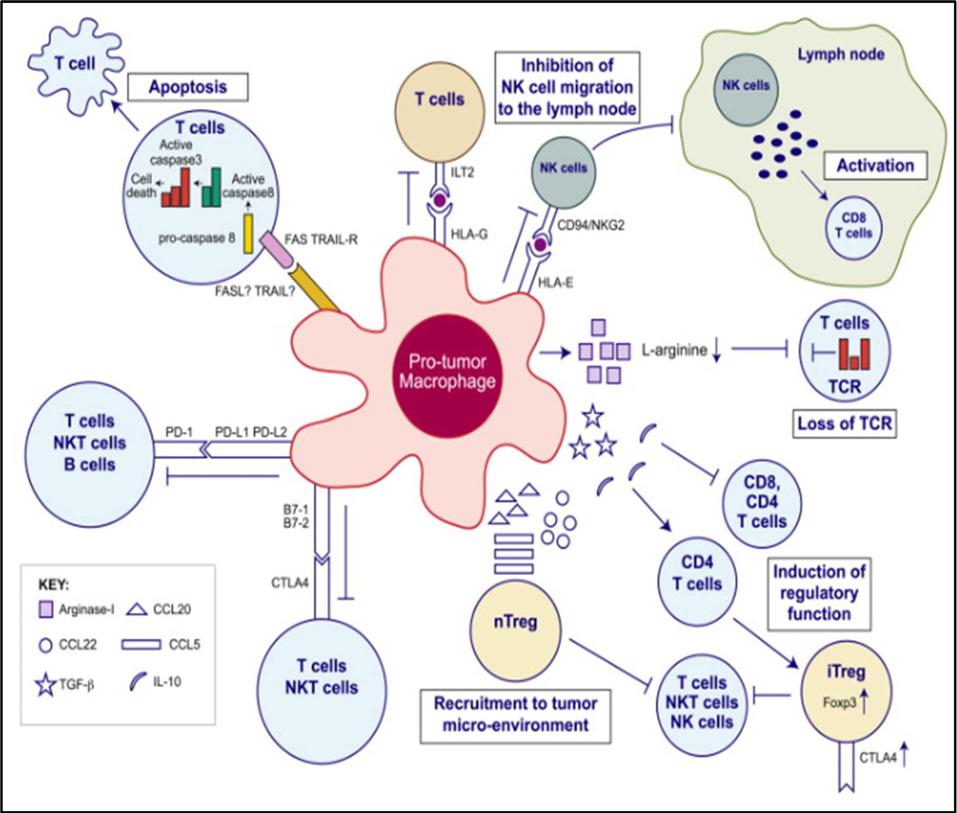 Journal of Life Science 2018, Vol. 28. No. 8 995 기능을억제하는사이토카인, 케모카인및효소들을분비한다. ntreg 세포에의해발현되는 CCR4, CCR5, CCR6, CCR10 의케모카인수용체는종양의미세환경으로의이동에관여한다 [23]. 종양관련대식세포는종양의미세환경에서 L-아르기닌을고갈시킴으로써 T 세포활성을억제한다.