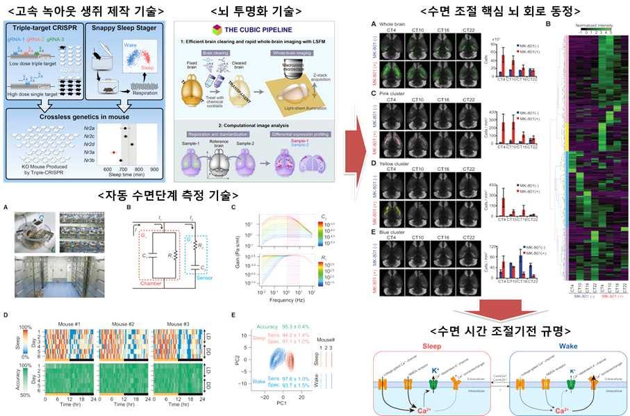 직접방문하여확인한결과, 2014년부터연간 30억원씩일본정부의지원을받아수면-일주기리듬통합조절기전의근본적이해를위한대형유전학적스크리닝프로젝트를개시하였음. 상기기술들이모두이를위한요소기술임 [ 그림 41]. 그림 41. Ueda 교수팀의수면조절뇌회로및분자표적발굴전략 텍사스대 Takahashi J. S.