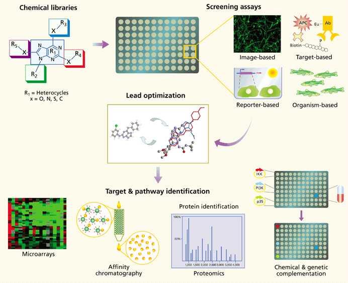 Schultz 교수연구팀의최근연구동향 그림 44. Schultz 교수의 chemical library 를활용한신약후보물질발굴연구개요도.