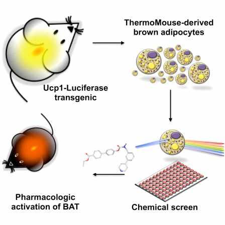 를개발함 (Galmozzi et al., 2014). 그림 45. ThermoMouse 를이용한신약개발플랫폼 ThermoMouse는 transgenic model로내인성 UCP1을발현시킨동물모델임.