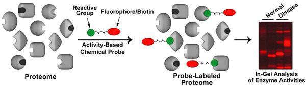 UCP1은 mitochondrial uncoupling protein의일종으로에너지대사와밀접한관련이있음. 이와관련하여 RREV-ERBα는 BAT 기능의조절을통한일주기성 thermogenic network과관련이있음.