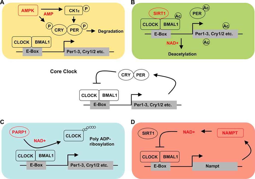 CRY1/2을함유하는분획의 mass spectrometry를분석하는방법으로 CRY에의해조절되는전사혹은일주기기능과관련된 CRY1/2 유관단백질이나전사인자를발굴해낼수있는효율적인방법임. Lamia 교수연구팀은최근 CRY의에너지센서로서의기능에대해보고한바있으며 (Lamia et al.