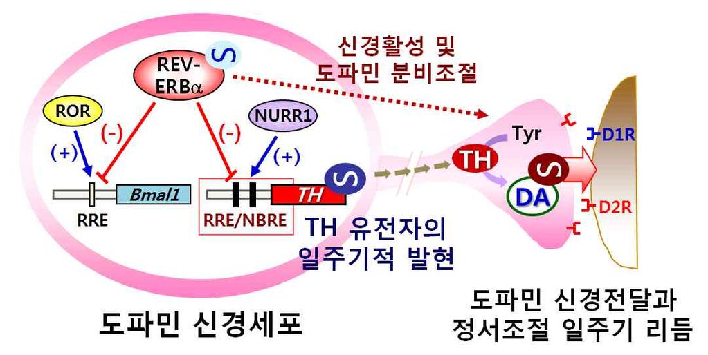 수면및일주기리듬분야에서국내연구진에의해수행된최근 5년이내연구중주목할만한성과들은다음과같음 [ 표 2]