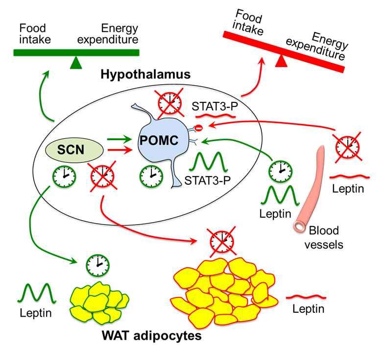 세포에작용하여 STAT3의인산화리듬을조절함으로써적절한식이섭취량과생체에너지의항상성을유지함. 그러나시차피로와같은장기적인일주기리듬장애로인해지방조직의렙틴과 POMC 신경세포의 STAT3 인산화리듬이교란되면, 비정상적인식이섭취로인해생체내에너지균형이깨어지게됨 (Kettner et al., 2015). 그림 5. 랩틴을매개로한일주기생체시계와체내에너지균형조절.