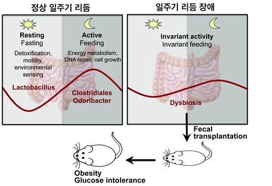 그림 6. 위장관세균과숙주인사람의일주기생체리듬동기화 미국에서이스라엘로여행한승객들을대상으로한소규모연구에서는시차적응이안된사람들의위장관세균구성이비만이나당뇨환자의것들과유사하였으며, 시차적응이완료된다음에는세균구성이정상으로회복됨을발견함.