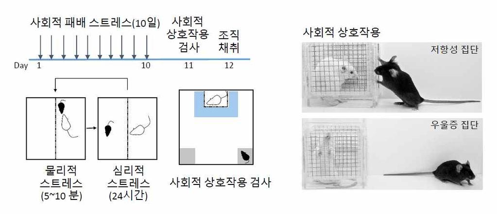 가선별사용됨 ) 에노출된쥐 (C57BL6) 를대상으로이루어짐. 매일 5~10분가량물리적공격을받은피험쥐는이후공격자와같은우리내에서구멍이뚫린투명칸막이로분리된공간에서지내며여전히감각을통한스트레스에노출됨 [ 그림 14].