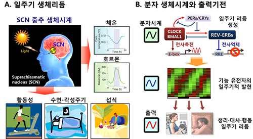 제 2 장국내외기술개발현황 1. 일주기생체리듬과일주기성질환연구 가.