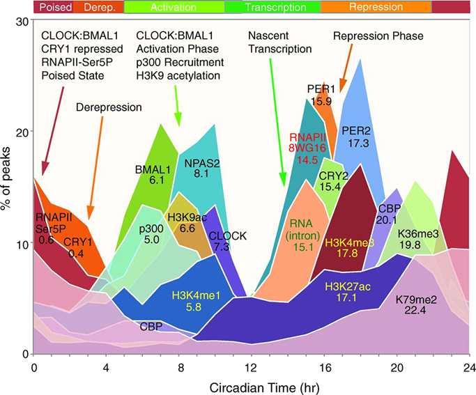 일주기적유전자발현을촉발하는핵심전사인자들의하위유전자프로모터에대한결합양상을 ChIP-Seq 기법을이용하여분석함으로써전사인자의 DNA 결합자체가일주기적으로조절된다는사실과그결합부위를유전체수준에서규명함 (Koike et al., 2012). 그림 25.