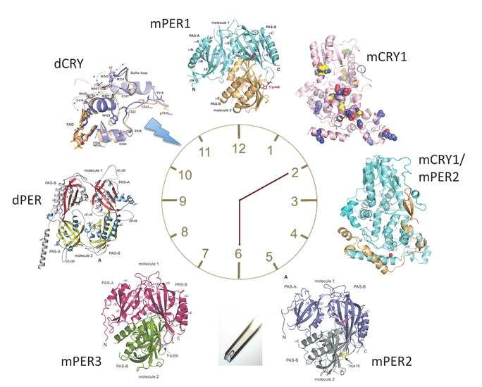 도 Per2::LucSV 리포터를갖는섬유아세포주를이용하여 20만개의화합물로이루어진 chemical library에대한대규모스크리닝연구를수행하였는데, 530 여개의 1차선도물질로부터일주기생체리듬에농도의존적효과가있는 11 개의화합물을발굴하였음 (Chen et al. Proc. Natl. Acad. Sci. 2012, 109:101.).