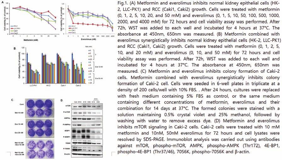 O-2 신장암에서메트포르민과에버로리무스의효과 윤영은, 정아라, 조정기, 이형호 2, 나준채 3, 한웅규 3, 김용태, 박해영, 박성열 한양대학교병원비뇨기과학교실, 2 일산병원비뇨기과학교실, 3 연세대학교비뇨기과학교실 Introduction and Objective: To investigate the antitumor effect of metformin