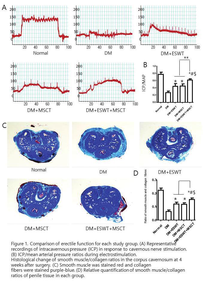 O-3 발기부전치료에서저에너지충격파치료와중배엽줄기세포통합치료로 autophagy 와 angiogenesis 의효과적인촉진작용 Guanqun Zhu, 정현철, 전승환, 최세웅, 배웅진, 김수진, 조혁진, 하유신, 홍성후, 이지열, 김세웅 가톨릭대학교서울성모병원 Purpose: To investigate the mechanism of action and