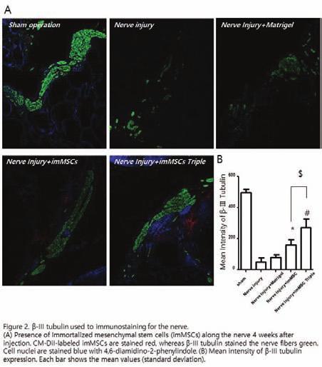 (N = 2 per group): sham operation group (control group), nerve injury group, nerve injury matrigel group, nerve injury immscs group, and nerve injury engineering immscs group.