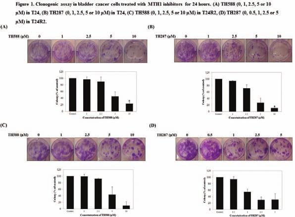 NP-005 인간방광암세포주에서 MutT homolog (MTH) inhibitors 의항암효과 이정우, 호진녕 2, 이상철 2, 변석수 2, 이은식 3 동국대학교의과대학비뇨기과학교실, 2 서울대학교의과대학비뇨기과학교실분당서울대학교병원, 3 서울대학교병원 Purpose: We investigated the antitumor effects and its