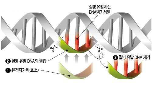 Featured Policy 정책특집 자가위가개발된후로최근몇년사이에관련연구가대폭증가하였다 21). 2015년에는말라리아를옮기지않는모기를개발하고근육량을 2배늘린개를만드는등유전자가위기술을이용한연구성과들이속속보고되었다 22). 올해는특히질환치료등응용분야에서의연구성과가기대된다.