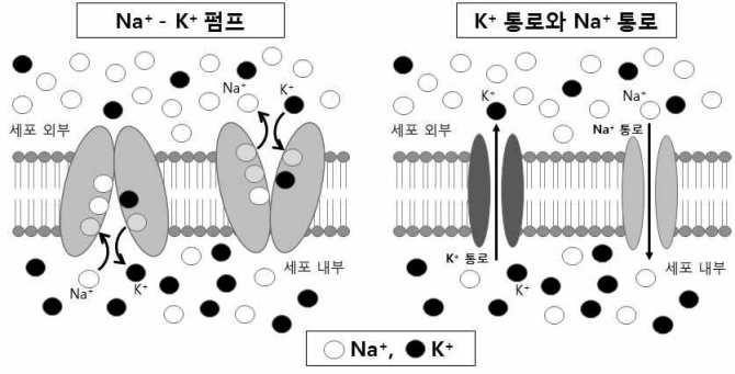 [ 서울여자대학교문항정보 ] 1. 일반정보 유형 전형명 해당대학의계열 ( 과목 ) / 문항번호입학모집요강에제시한자격기준과목명 출제범위 예상소요시간 교육과정과목명 핵심개념및용어 논술고사 면접및구술고사논술우수자자연 / 오후2 [ 문항 6] 생명과학Ⅰ 신경의활동전위생성과전도 45분 / 전체 90분 2.