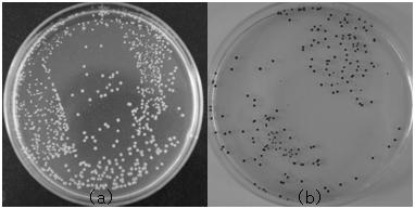 2,3,5-Triphenyltetrazolium Chloride 를이용한병원성미생물확인시험에관한연구 309 (A) (B) Figure 1.