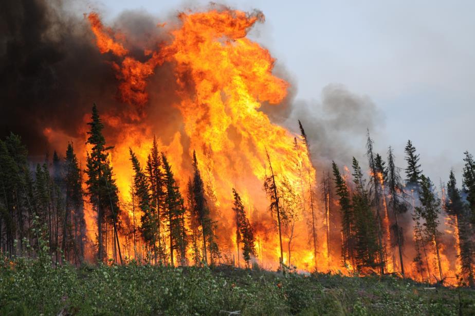 Wildfire Investigation and Fire