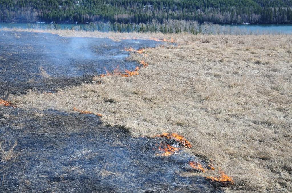 Wildfire Investigation