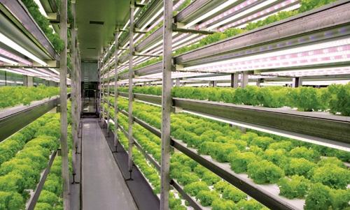 주목받는 'LED 조명 ' 제목 : 국내최초로 LED를이용해실내에서식물을키우는식물공장 시티팜 (citifarm) 이설립되었다. 채소를수확하는데데보통 45일정도걸린다고한다.