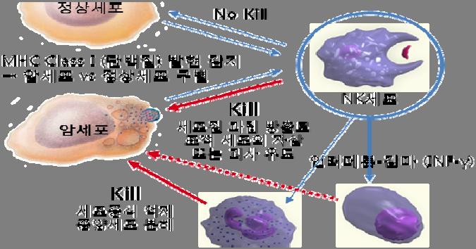 기업탐방 Brief / 2016 년 6 월 22 일 ( 수 ) NK Vue Kit 세계최초면역세포 (NK-Cell) 활성화수치측정가능한체외키트 항원침입시백혈구내림프구가항원을기억한후동일한항원침입에대응하여치료하는것이면역임.